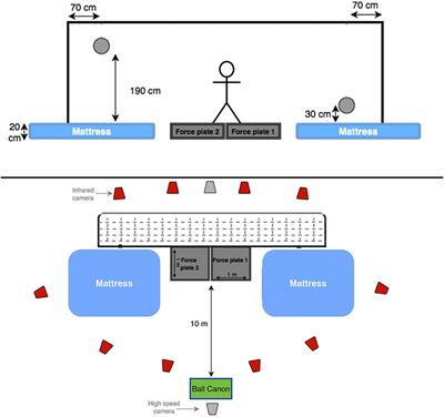 Angular Velocity, Moment, and Power Analysis of the Ankle, Knee, and Hip Joints in the Goalkeeper's Diving Save in Football